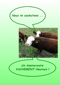 Des souvenirs de vaches pour un joyeux anniversaire
